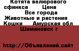 Котята велюрового сфинкса. .. › Цена ­ 15 000 - Все города Животные и растения » Кошки   . Амурская обл.,Шимановск г.